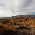 Golden Hour in the Desert