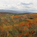 Painted Fields